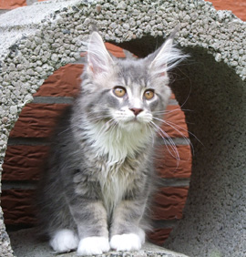 Galaxy mit 14,5 Wochen