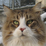 Velvetjewels Magyk Flyte