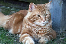 Rising Star's Firedevil