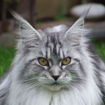 Great Chums Honeymoon