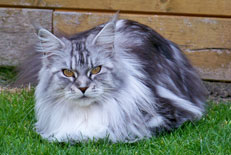 Great Chums Honeymoon