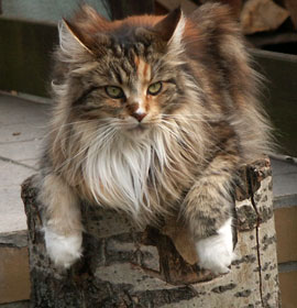 Mabel of Big Balou - 3 Jahre alt