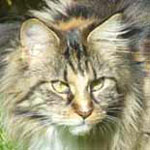 Great Chums Lili Marleen