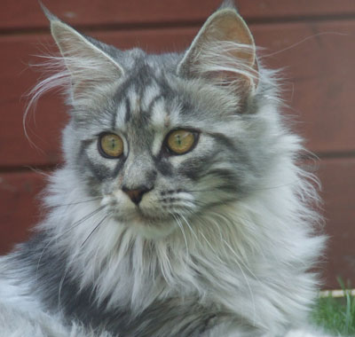 Great Chums Queeny mit 5 Monaten