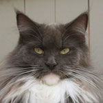 CH S*Mac Moni's Blue Heaven of Ruffle's