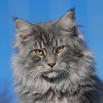 CH DK*Castle Rock Rhythm Divine 