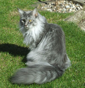 S*Ruffle's Smooth Criminal mit 10 Monaten