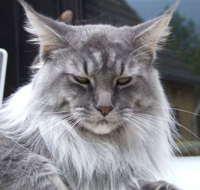 Smoothie - 1 Jahr und 3 Monate alt