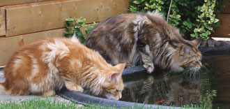 Funny und Graf-Gordon sind durstig