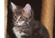 Huxley: blue tabby classic Kater