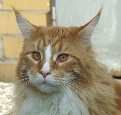 Obelix mit einem Jahr und 5 Monaten