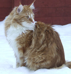 Great Chums Obelix -  1 Jahr und 7 Monate alt