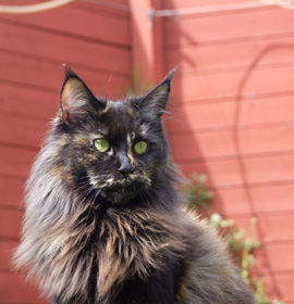 Peggy Sue mit 5 Monaten