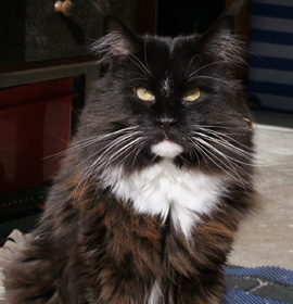 CorkyCoon's Rimfaxe - 3 Jahre alt