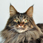 EC Elmer of Mainehouse