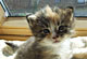 Indira mit 3 Wochen