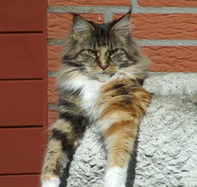 Great Chums Lili Marleen mit 1 1/2 Jahren