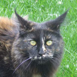 Great Chums Peggy Sue