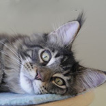 Maincats Indiana Jones