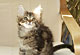 Angel: brown torbie classic Katze
