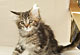 Angel: brown torbie classic Katze