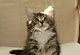 Aramis: brown tabby classic/white Kater