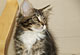 Aramis: brown tabby classic/white Kater