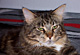 Aramis mit 2 Jahren