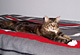 Aramis mit 2 Jahren
