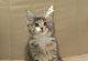 Arielle: blue torbie classic/white Katze