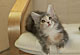Arielle: blue torbie classic/white Katze