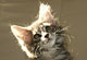 Azzuro: blue tabby classic Kater