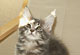 Azzuro: blue tabby classic Kater