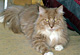 Baileys mit 3 Jahren