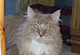 Baileys mit 3 Jahren