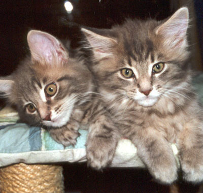 Huxley und Hobie  mit 12 Wochen