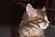 Hobie: blue tabby classic Kater