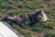 Hobie mit 2 1/2 Jahren