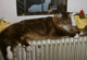 Humphrey mit 3 1/2 Jahren