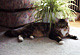 Humphrey mit 3 Jahren