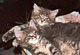 Huxley und Hobie