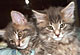Huxley und Hobie