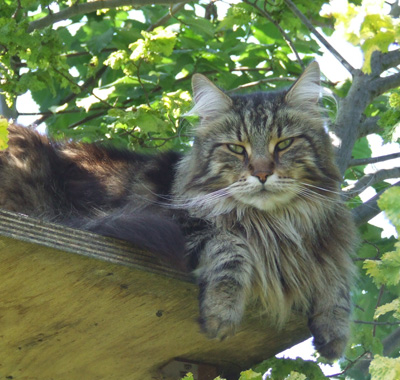 Merlin mit 4 1/2 Jahren