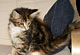 Mabel: brown torbie classic/white Katze