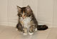 Mabel: brown torbie classic/white Katze
