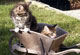 Monty: brown tabby classic/white Kater