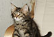 Marlow: brown tabby classic Kater