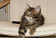 Merlin: brown tabby classic Kater