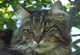 Merlin mit 4 1/2 Jahren