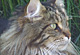 Merlin mit 4 1/2 Jahren